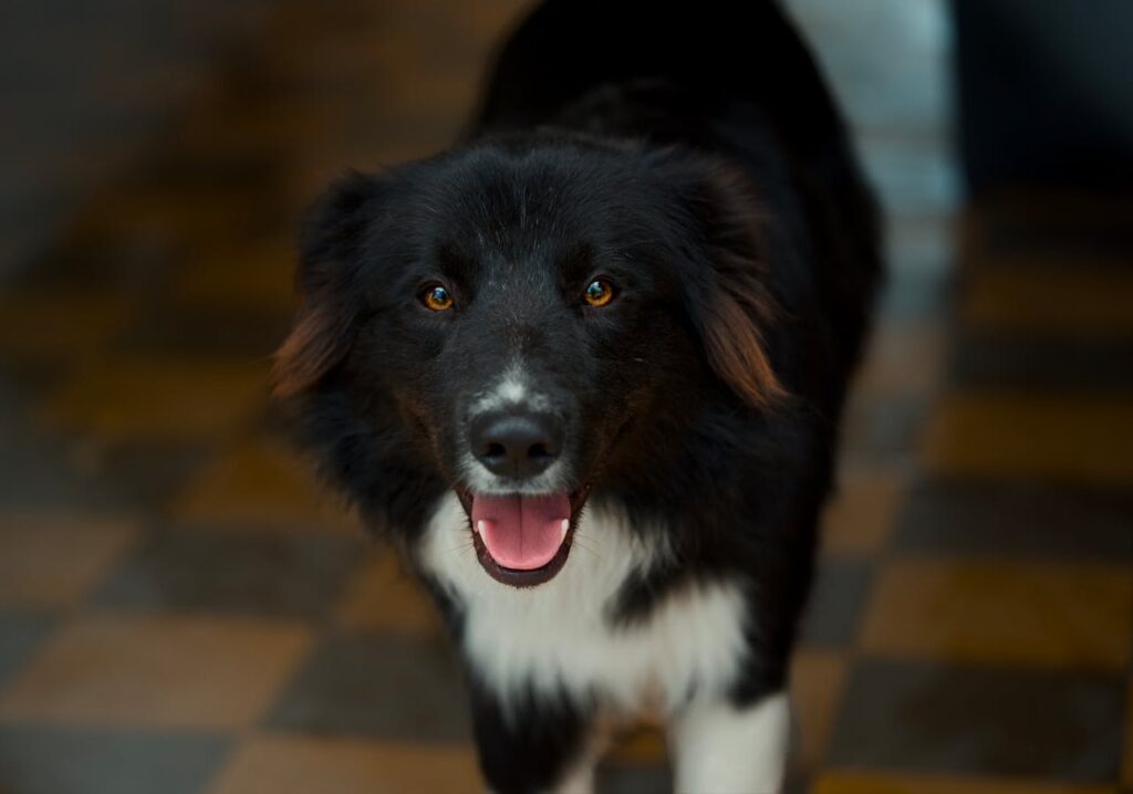 De herdershond als trouwe werkhond
