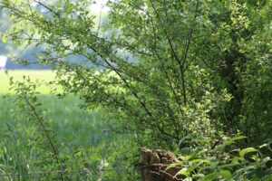 Verticaal tuinieren: meer groen met minder ruimte