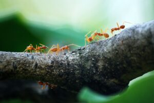 Mieren uit je huis en tuin weren