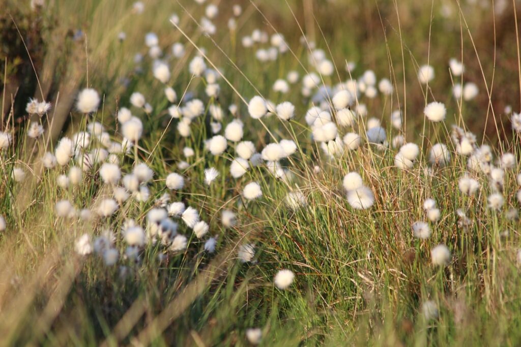 Pracht in de tuin met groenblijvende struiken met bloemen