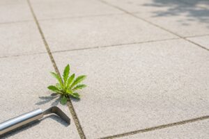 Het tuinwerk dat iedereen in de zomer vergeet