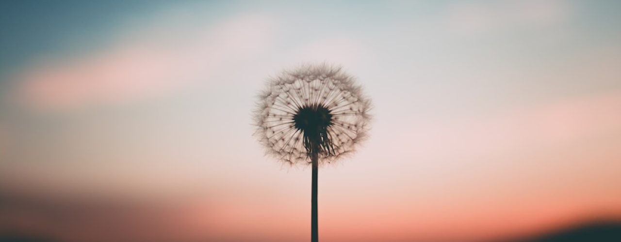 Lavendel snoeien in het najaar: zo zorg je voor een gezonde plant