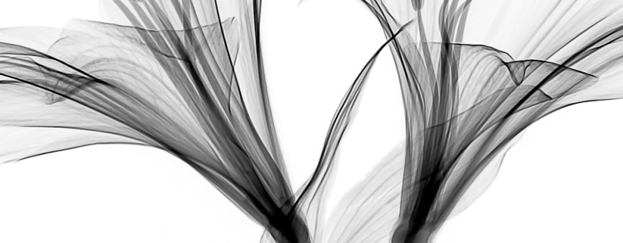 Nieuwe start voor een verwaarloosde druif: zo geef je jouw plant weer kracht