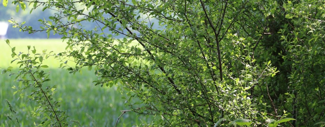 Verticaal tuinieren: meer groen met minder ruimte Verticaal tuinieren: meer groen met minder ruimte