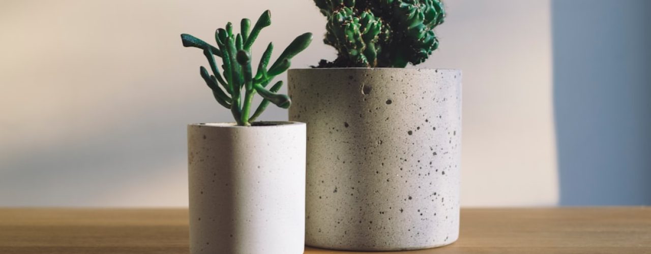 Seringen snoeien voor gezonde struiken en mooie bloei