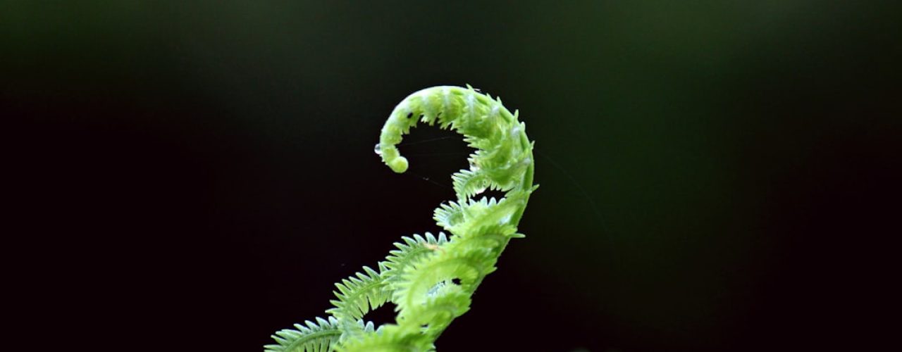 Nieuwe groei uit oude takken: zo snoei je een verwaarloosde druif