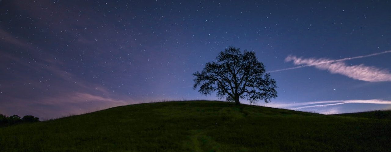 De beste tijd om bomen te snoeien