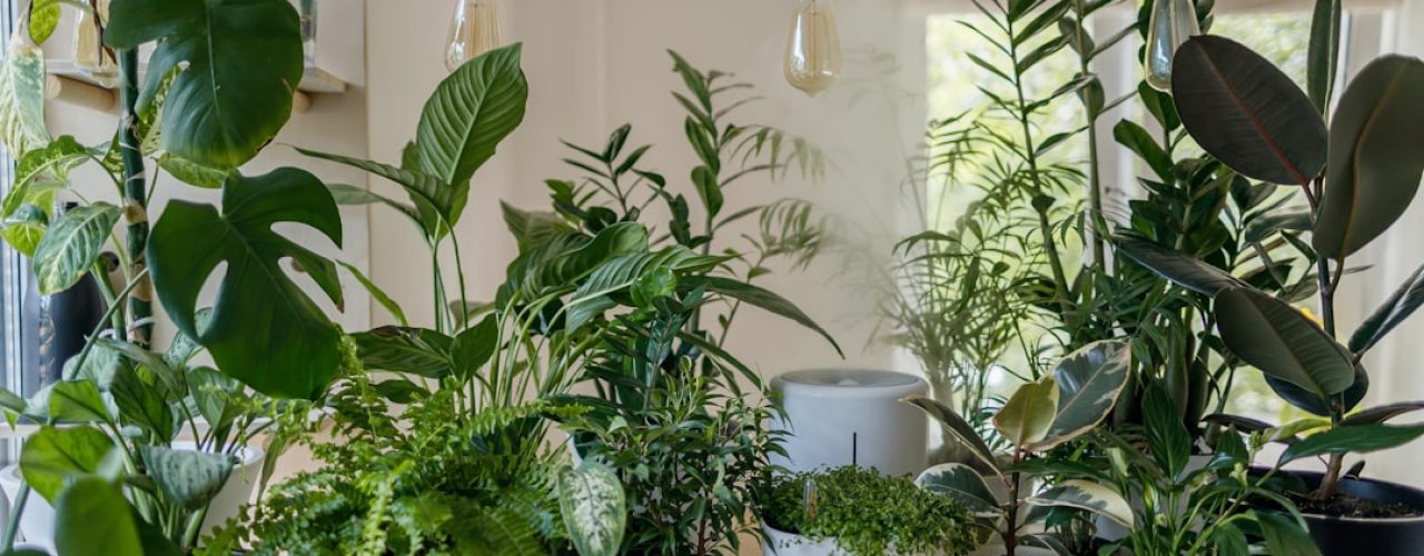 De beste tijd om bomen te snoeien: zo zit het