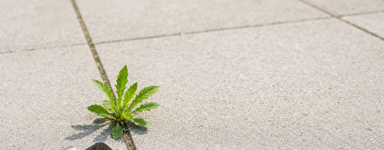 Het tuinwerk dat iedereen in de zomer vergeet