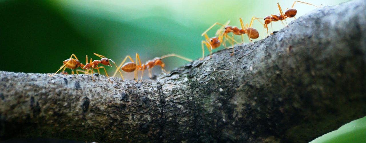 Mieren uit je huis en tuin weren Mieren uit je huis en tuin weren